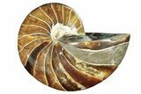 Polished Fossil Nautilus - Madagascar #207420-1